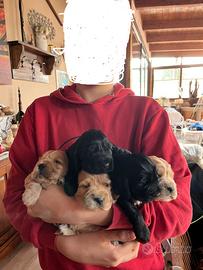 Cuccioli di Cocker Spaniel Inglese