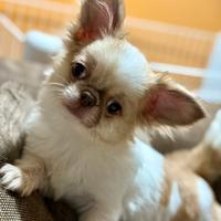 Chihuahua piccolo maschio pelo lungo da compagnia