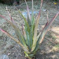 Servizi