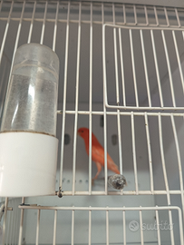 Canarini varie colorazioni