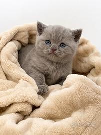 British Shorthair