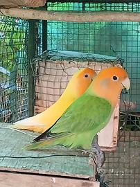 Inseparabili