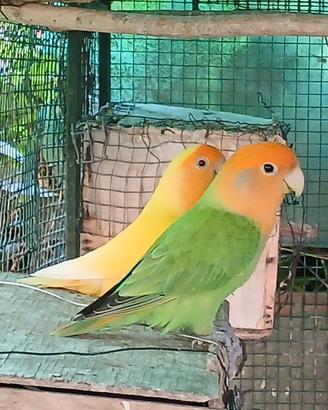 Inseparabili