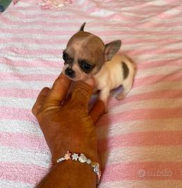 Chihuahua maschietto con pedigree
