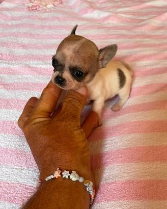 Chihuahua maschietto con pedigree