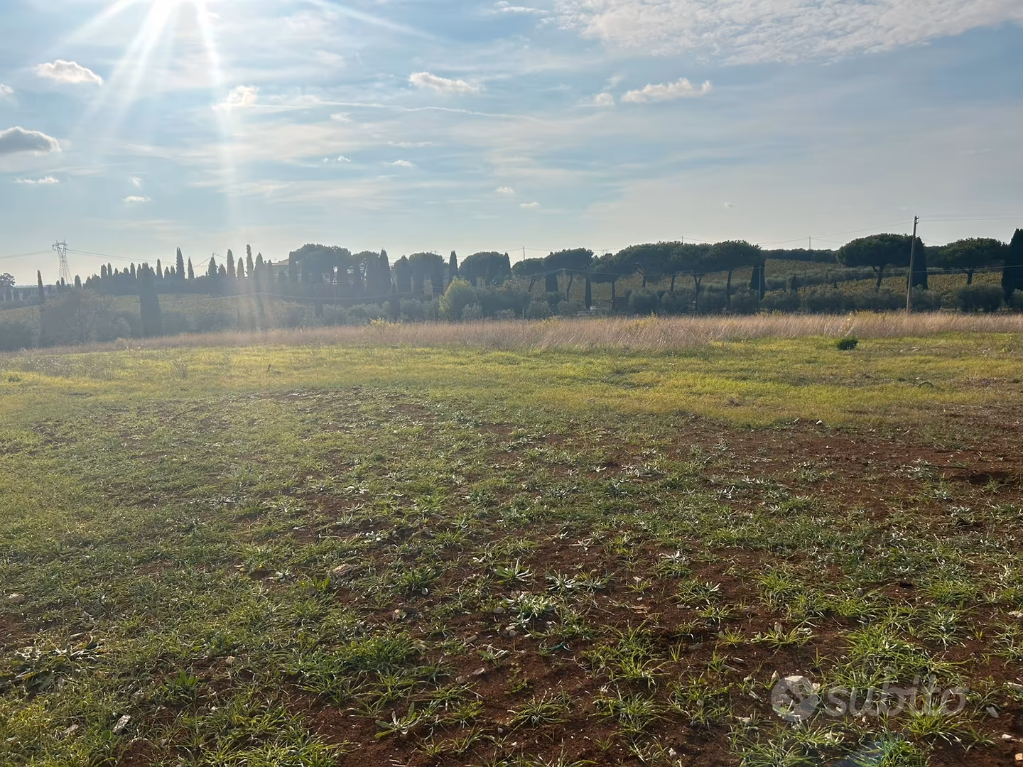 Terreno con uliveto stazione Campoleone - Vista 4