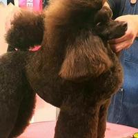 Cucciolo di barboncino Toy chocolate