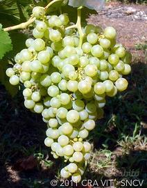 Uva, nebbiolo, cabernet, primitivo, montepulciano