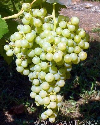 Uva, nebbiolo, cabernet, primitivo, montepulciano