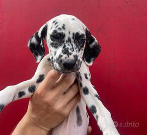 Cuccioli di dalmata con microchip