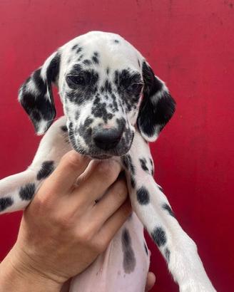 Cuccioli di dalmata con microchip