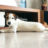 Jack Russel broken maschio per accoppiamento