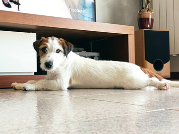 Jack Russel broken maschio per accoppiamento
