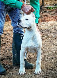 Cucciolo Dogo Argentino