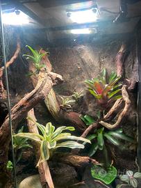 Terrario exo terra 60x60x40+ ciliatus