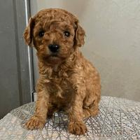 Cucciolo di Barboncino