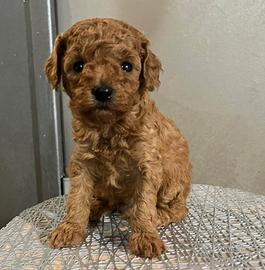 Cucciolo di Barboncino