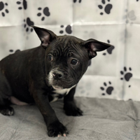 American bully pocket