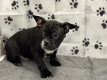 American bully pocket