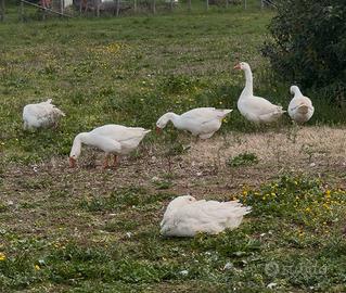 Oche romagnole bianche