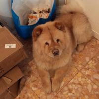 Chow chow femmina per monta