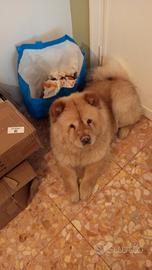 Chow chow femmina per monta