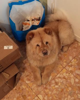 Chow chow femmina per monta