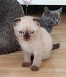 Gattini, padre scottish mamma fold