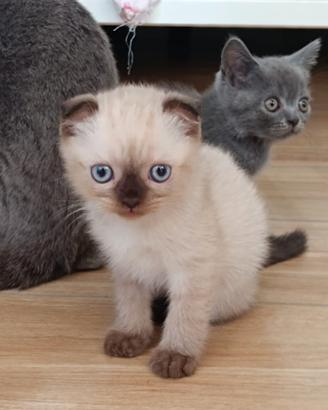 Gattini, padre scottish mamma fold