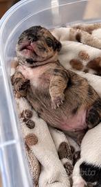 Bulldog francese