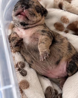Bulldog francese