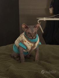 MILANO AFFORI Gattino Sphynx maschio disponibile