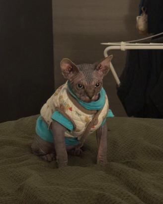 MILANO AFFORI Gattino Sphynx maschio disponibile