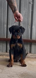 Cuccioli dí rottweiler