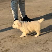 Cucciola di Golden Retriver linea Americana