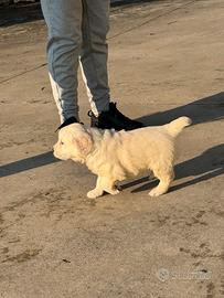 Cucciola di Golden Retriver linea Americana
