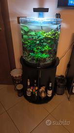 🌿 Acquario Professionale Tetra 60L - Aquascaping 