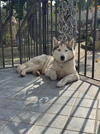 Husky siberiano di quasi 2 anni