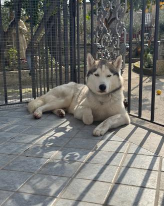 Husky siberiano di quasi 2 anni