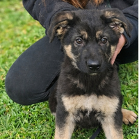 Cucciolo pastore tedesco