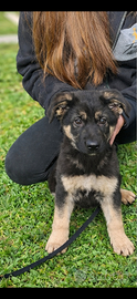 Cucciolo pastore tedesco