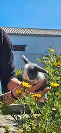 Mini lop
