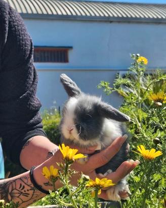 Mini lop