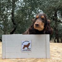 Cocker spaniel inglese