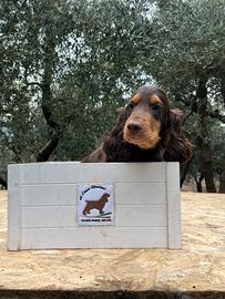 Cocker spaniel inglese