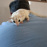 Petauro dello zucchero