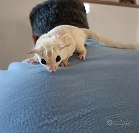 Petauro dello zucchero