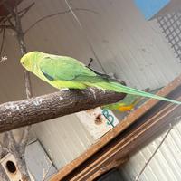 Parrocchetto dal collare