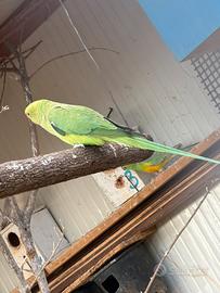 Parrocchetto dal collare