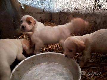 Cuccioli tartufo Cocker X lagotto/bracco pointer